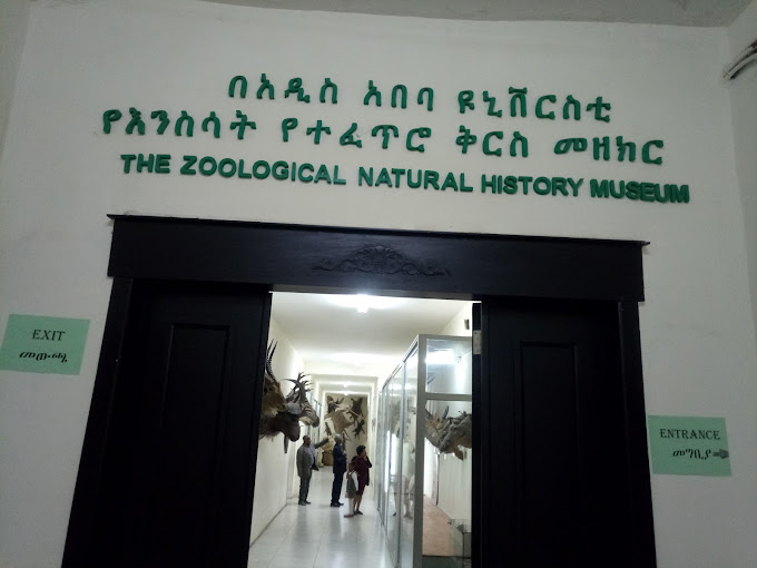 The Zoological Natural History Museum