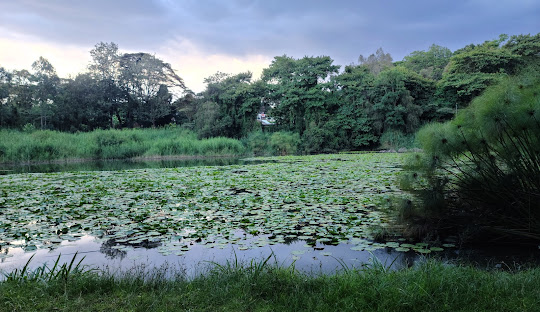 Ngong Road Forest Sanctuary